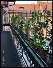 DOMINOX: Umetniška balkonska ograja